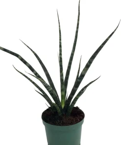 Fernwood Mikado Snake Plant - Sansevieria Live Plant - 5 inch Pot - Indoor Air Purifying - Image 1