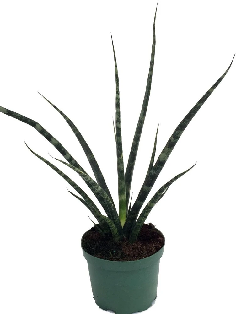 Fernwood Mikado Snake Plant - Sansevieria Live Plant - 5 inch Pot - Indoor Air Purifying - Image 1