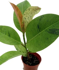 Ficus Elastica Shivereana 'Moonshine' Live Plant - 4" Pot Indoor Rubber Tree - Image 2
