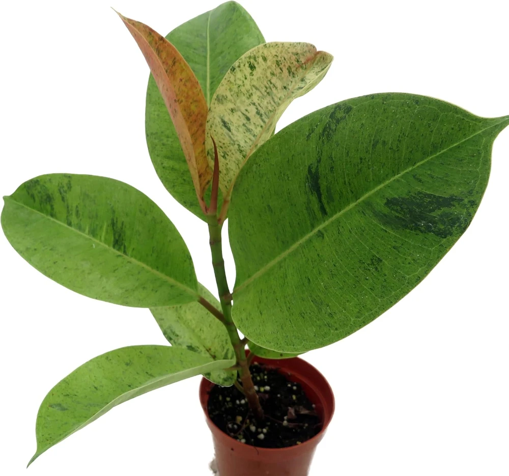 Ficus Elastica Shivereana 'Moonshine' Live Plant - 4" Pot Indoor Rubber Tree - Image 2