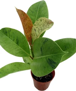 Ficus Elastica Shivereana 'Moonshine' Live Plant - 4