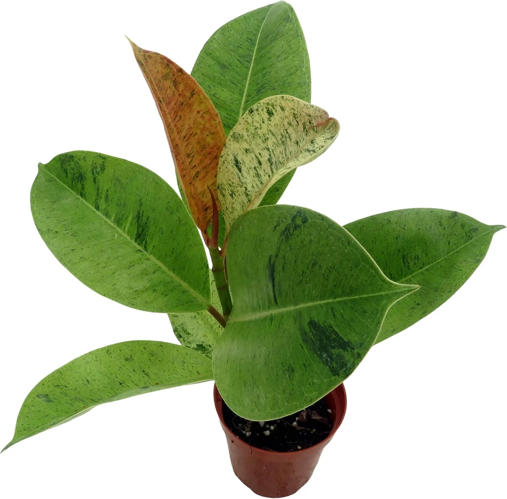 Ficus Elastica Shivereana 'Moonshine' Live Plant - 4" Pot Indoor Rubber Tree - Image 3