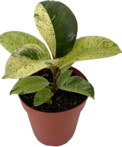 Ficus Elastica Shivereana 'Moonshine' Live Plant - 4