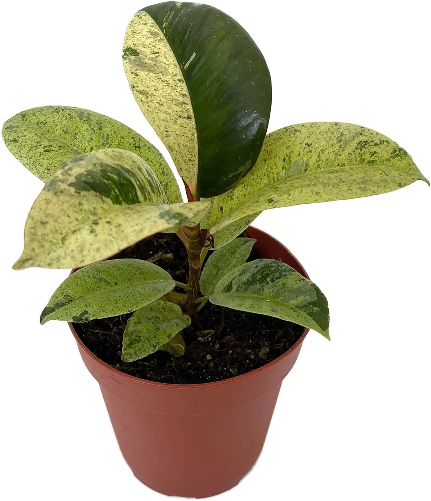 Ficus Elastica Shivereana 'Moonshine' Live Plant - 4" Pot Indoor Rubber Tree - Image 4