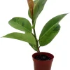 Ficus Elastica Shivereana 'Moonshine' Live Plant - 4" Pot Indoor Rubber Tree - Image 1