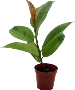 Ficus Elastica Shivereana 'Moonshine' Live Plant - 4