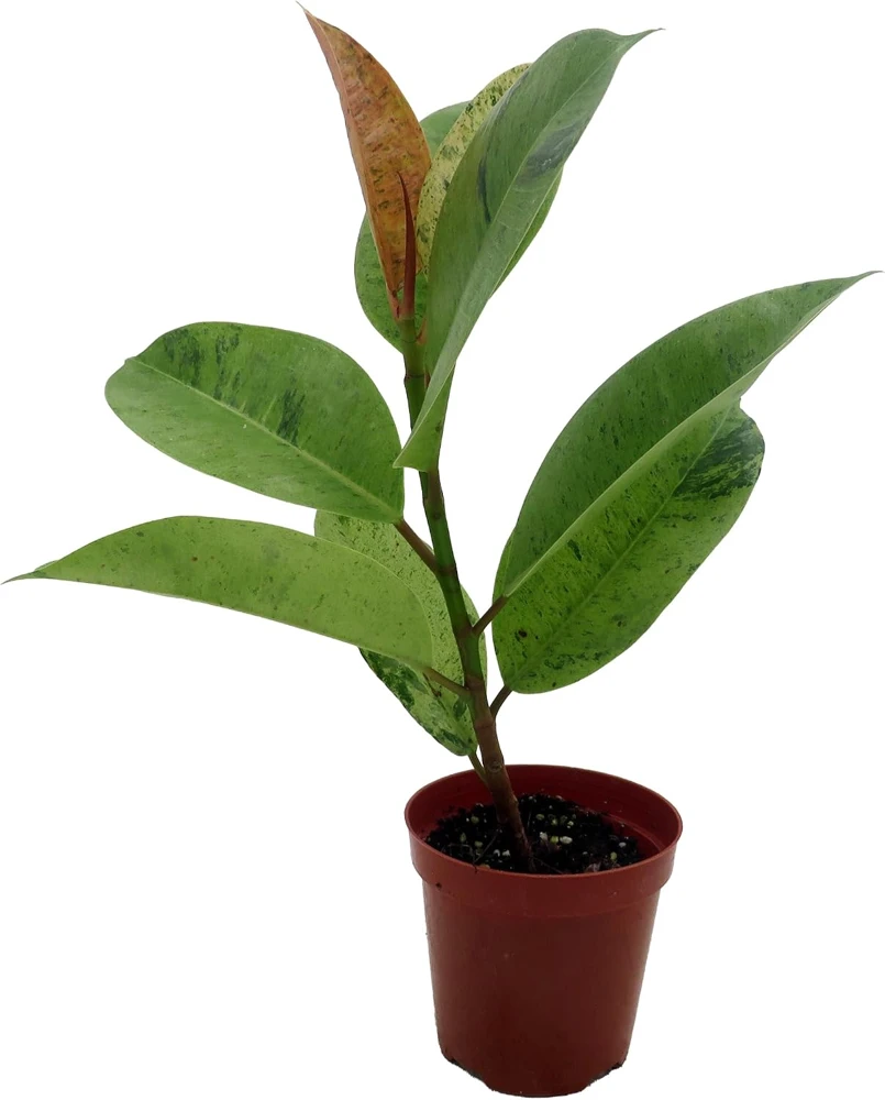 Ficus Elastica Shivereana 'Moonshine' Live Plant - 4" Pot Indoor Rubber Tree - Image 1