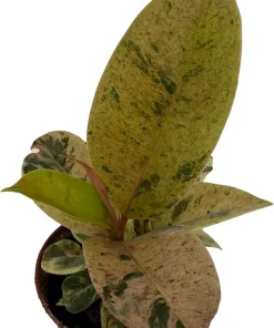 Ficus Elastica Shivereana Moonshine Rubber Tree Live Plant - 2.5 inch Pot - Indoor - Image 2