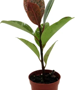 Ficus Elastica Shivereana Moonshine Rubber Tree Live Plant - 2.5 inch Pot - Indoor - Image 3