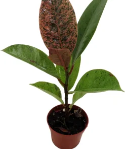 Ficus Elastica Shivereana Moonshine Rubber Tree Live Plant - 2.5 inch Pot - Indoor - Image 4