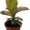 Ficus Elastica Shivereana Moonshine Rubber Tree Live Plant - 2.5 inch Pot - Indoor - Image 1