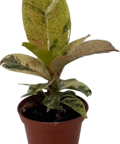 Ficus Elastica Shivereana Moonshine Rubber Tree Live Plant - 2.5 inch Pot - Indoor - Image 1