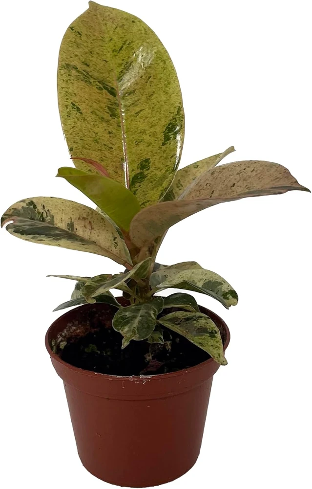 Ficus Elastica Shivereana Moonshine Rubber Tree Live Plant - 2.5 inch Pot - Indoor - Image 1