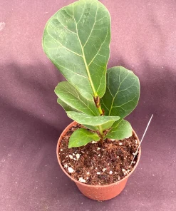 Ficus Lyrata 'Bambino' Dwarf Fiddle-Leaf Fig Live Plant in 3" Pot - Image 2