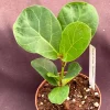 Ficus Lyrata 'Bambino' Dwarf Fiddle-Leaf Fig Live Plant in 3" Pot - Image 1