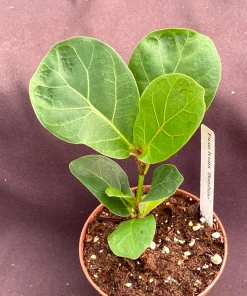 Ficus Lyrata 'Bambino' Dwarf Fiddle-Leaf Fig Live Plant in 3