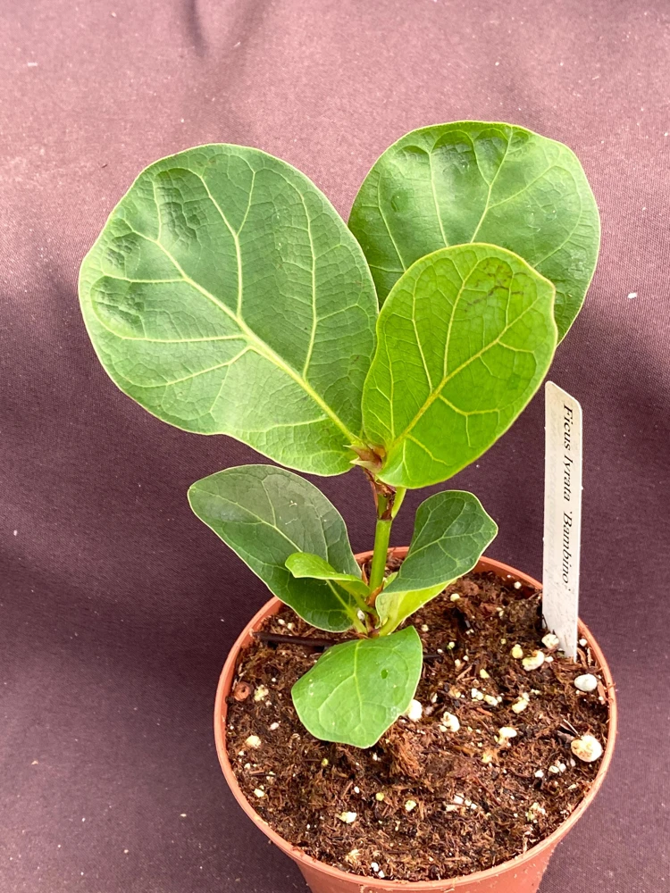 Ficus Lyrata 'Bambino' Dwarf Fiddle-Leaf Fig Live Plant in 3" Pot - Image 1