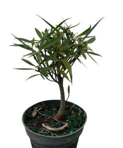 Ficus Nerifolia Weeping Fig Tree - Live House Plant, 4 inch pot - Image 2