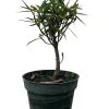 Ficus Nerifolia Weeping Fig Tree - Live House Plant, 4 inch pot - Image 1