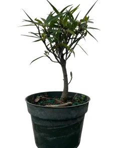 Ficus Nerifolia Weeping Fig Tree - Live House Plant, 4 inch pot - Image 1