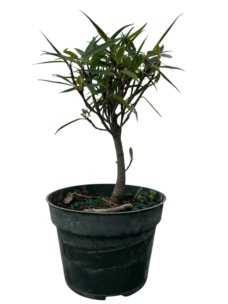 Ficus Nerifolia Weeping Fig Tree - Live House Plant, 4 inch pot - Image 1
