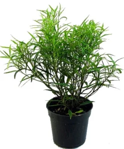 Ficus Nerifolia Weeping Fig Tree - Live House Plant, 4 inch pot - Image 3