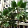 Fiji Fan Palm Seeds - Pritchardia Pacifica Tropical Tree Seeds - 5 Count - Image 1