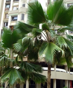 Fiji Fan Palm Seeds - Pritchardia Pacifica Tropical Tree Seeds - 5 Count - Image 1
