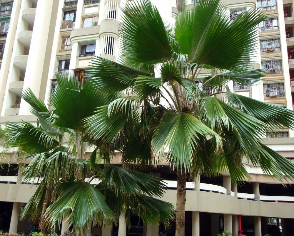 Fiji Fan Palm Seeds - Pritchardia Pacifica Tropical Tree Seeds - 5 Count - Image 1