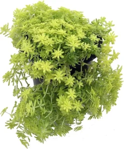 Fine Gold Leaf Sedum Succulent Live Plant – Stonecrop – 2.5