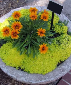 Fine Gold Leaf Sedum Succulent Live Plant – Stonecrop – 2.5