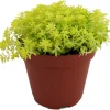 Fine Gold Leaf Sedum Succulent Live Plant – Stonecrop – 2.5" Pot – Indoor/Outdoor - Image 1