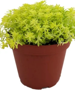 Fine Gold Leaf Sedum Succulent Live Plant – Stonecrop – 2.5