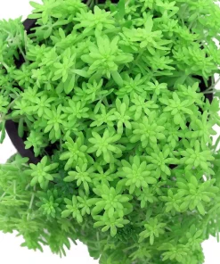 Fine Green Leaf Sedum Live Plant - Stonecrop Succulent - 2.5" Pot - Indoor/Outdoor - Image 2