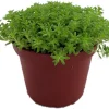 Fine Green Leaf Sedum Live Plant - Stonecrop Succulent - 2.5" Pot - Indoor/Outdoor - Image 1