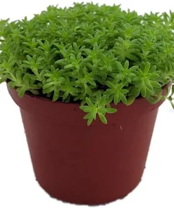 Fine Green Leaf Sedum Live Plant - Stonecrop Succulent - 2.5