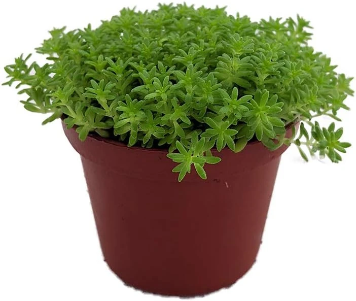Fine Green Leaf Sedum Live Plant - Stonecrop Succulent - 2.5" Pot - Indoor/Outdoor - Image 1