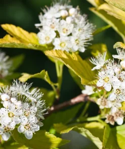 Fire and Ice Dogwood Seeds - Cornus Alba Shrub Tree, 25 Seeds, Red Bark, White Flowers - Image 10