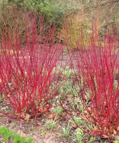 Fire and Ice Dogwood Seeds - Cornus Alba Shrub Tree, 25 Seeds, Red Bark, White Flowers - Image 11