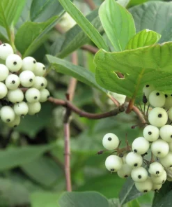 Fire and Ice Dogwood Seeds - Cornus Alba Shrub Tree, 25 Seeds, Red Bark, White Flowers - Image 12