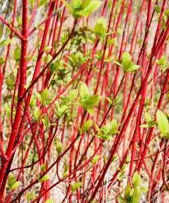 Fire and Ice Dogwood Seeds - Cornus Alba Shrub Tree, 25 Seeds, Red Bark, White Flowers - Image 13