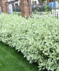 Fire and Ice Dogwood Seeds - Cornus Alba Shrub Tree, 25 Seeds, Red Bark, White Flowers - Image 14