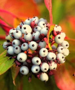 Fire and Ice Dogwood Seeds - Cornus Alba Shrub Tree, 25 Seeds, Red Bark, White Flowers - Image 15