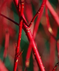 Fire and Ice Dogwood Seeds - Cornus Alba Shrub Tree, 25 Seeds, Red Bark, White Flowers - Image 2