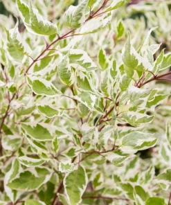 Fire and Ice Dogwood Seeds - Cornus Alba Shrub Tree, 25 Seeds, Red Bark, White Flowers - Image 3