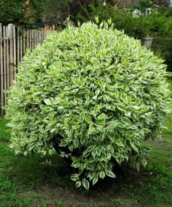 Fire and Ice Dogwood Seeds - Cornus Alba Shrub Tree, 25 Seeds, Red Bark, White Flowers - Image 4