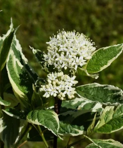 Fire and Ice Dogwood Seeds - Cornus Alba Shrub Tree, 25 Seeds, Red Bark, White Flowers - Image 5