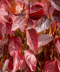 Fire and Ice Dogwood Seeds - Cornus Alba Shrub Tree, 25 Seeds, Red Bark, White Flowers - Image 6