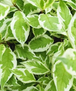 Fire and Ice Dogwood Seeds - Cornus Alba Shrub Tree, 25 Seeds, Red Bark, White Flowers - Image 7