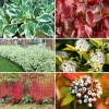 Fire and Ice Dogwood Seeds - Cornus Alba Shrub Tree, 25 Seeds, Red Bark, White Flowers - Image 1